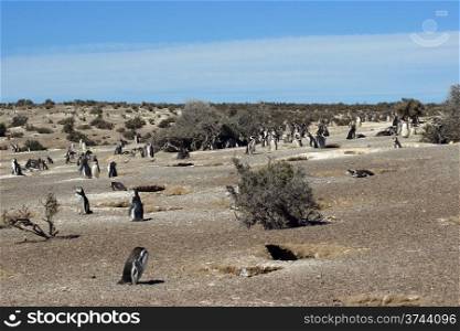 Colony of Magellanic Penguins, Punta Tombo, Argentina, South America