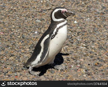 Colony of Magellanic Penguins, Punta Tombo, Argentina, South America