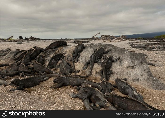 Colony of Marine iguanas (Amblyrhynchus cristatus), Punta Espinoza, Fernandina Island, Galapagos Islands, Ecuador
