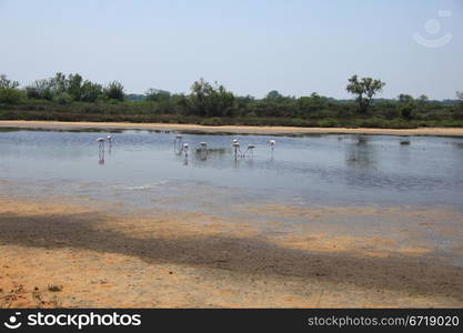 Colony of wild flamingos in the Camargue, France