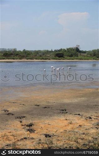 Colony of wild flamingos in the Camargue, France