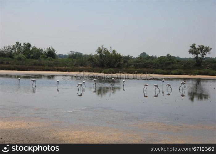 Colony of wild flamingos in the Camargue, France