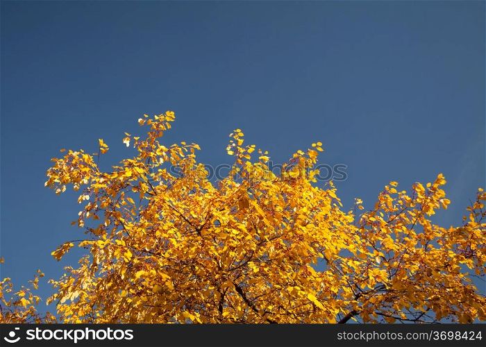 Color burst of autumn foliage, and various natural colors of the leaves against the sky