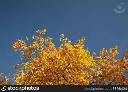 Color burst of autumn foliage, and various natural colors of the leaves against the sky