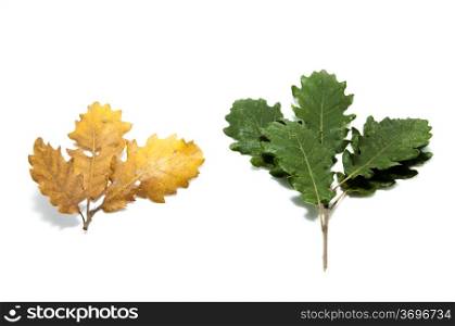 color change in the leaf in different seasons