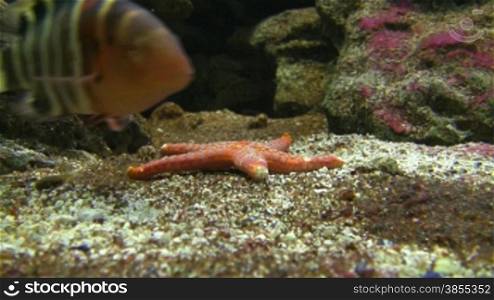 color fish floats in an aquarium