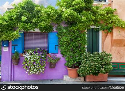 Color house with flowers on Burano island near Venice , Italy