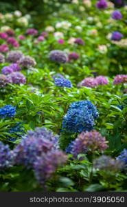 color hydrangea flowers in summer garden