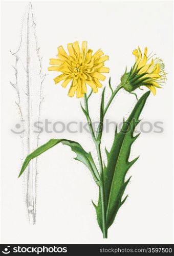 Color illustration of flowers in watercolor paintings