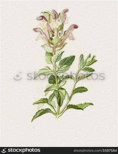 Color illustration of flowers in watercolor paintings