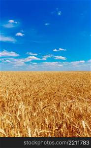 color image of golden wheat field sunny day. golden wheat field