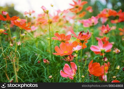 Color of cosmos flower in the garden with sunlight background.