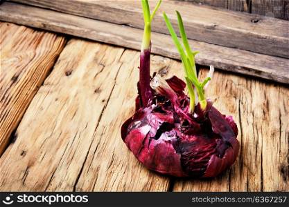 color onion seedling. Sprouted bulb onion on retro wooden background