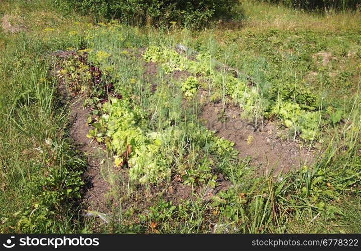 Color photograph on a bed of lettuce