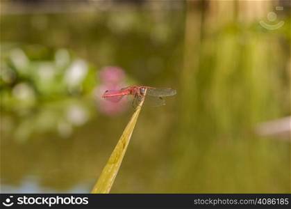 Color red dragonfly perched on a branch