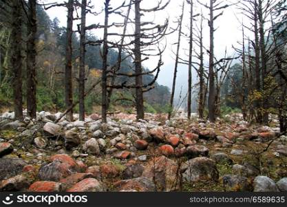 Color rocks and trees in mountain, Nepal