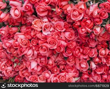 Color roses in flower factory in Da Lat city in Vietnam