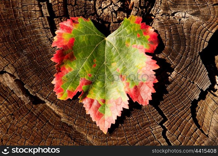 Color transformation of a fig leaf, green to red