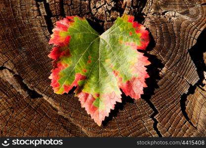Color transformation of a fig leaf, green to red