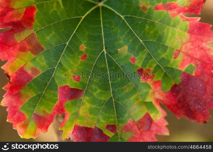 Color transformation of a fig leaf, green to red