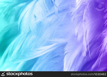 Color trends chicken feather texture background