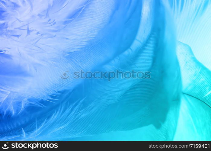 Color trends chicken feather texture background