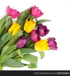 color tulips isolated on white