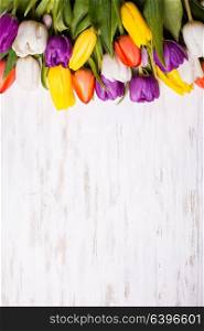 Color tulips on the shabby chic white wooden board. Spring concept with copy space. Color tulips on the board