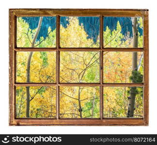 Colorado aspen tree in fall colors as seen from a sash window of old cabin