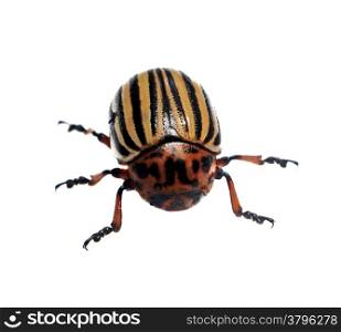 Colorado beetle closeup isolated