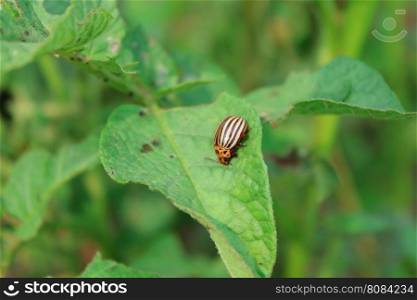 colorado beetle sits on the leaf of potato. colorado gluttonous bug sits on the leaf of potato