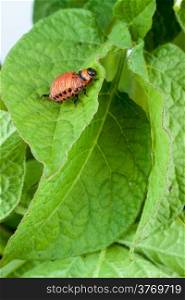 Colorado potato beetle on a green leaves