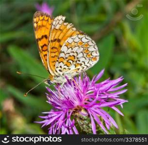 Colored butterfly on a Flower