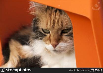 Colored cat lying on orange plastic chair