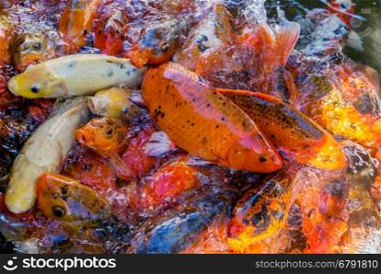 colored decorative china carps koi in pool with water