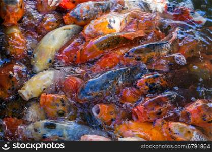 colored decorative china carps koi in pool with water