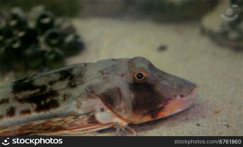 colored fish underwater