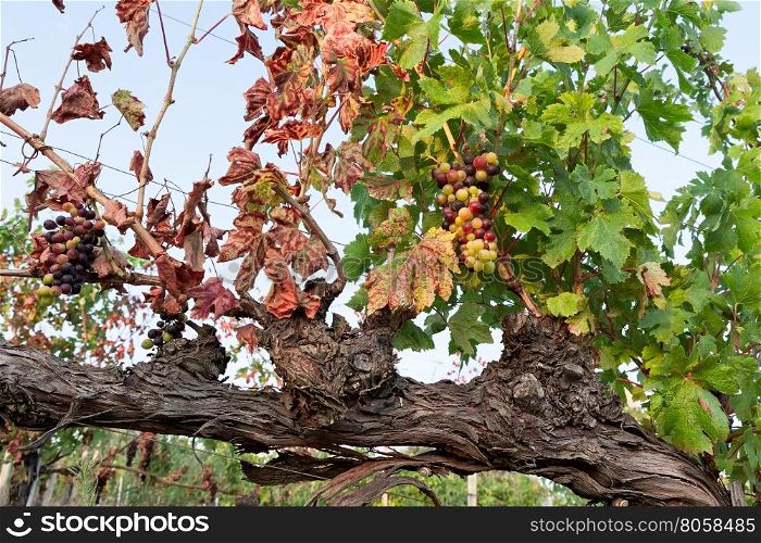 Colored grapes before becoming red in a vineyard against a blue sky. Colored grapes before becoming red in a vineyard