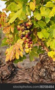 Colored grapes before becoming red in a vineyard. Colored grapes before becoming red
