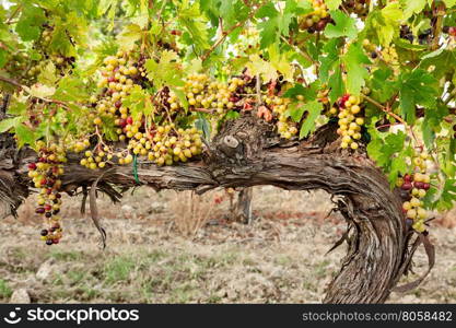 Colored grapes before becoming red over a trunk. Colored grapes before becoming red