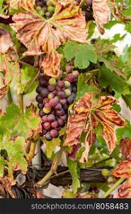 Colored grapes before becoming red with colored leaves. Colored grapes before becoming red