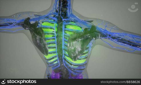 colored Human Internal organs scan