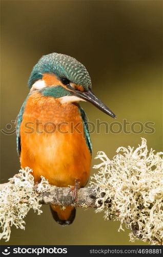 Colored kingfisher bird preening on a branch