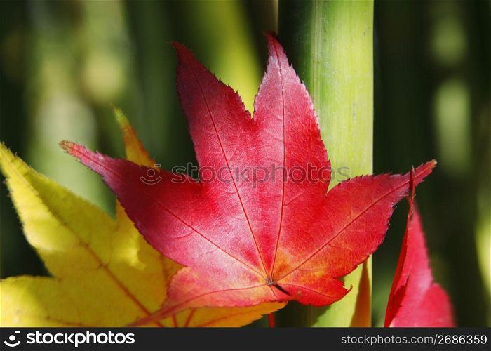 Colored leaf and bamboo
