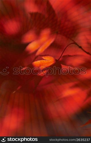 Colored leaf image