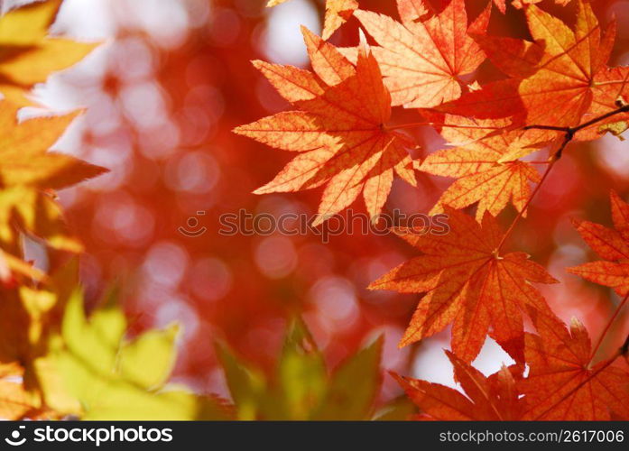 Colored leaves