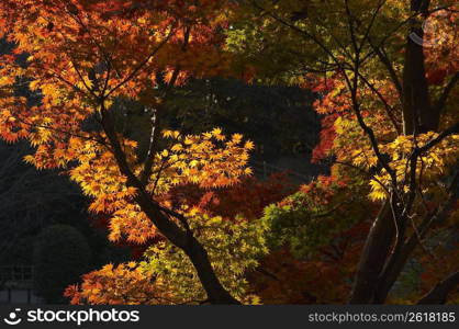 Colored leaves