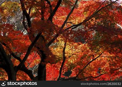 Colored leaves