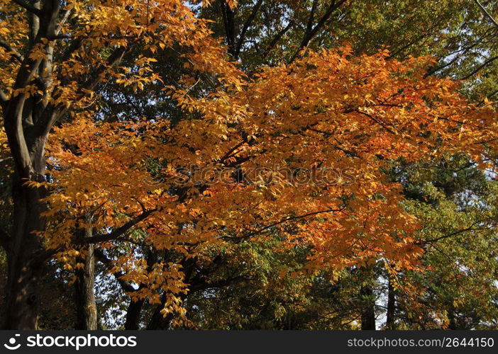 Colored leaves