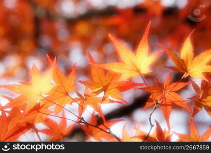 Colored leaves